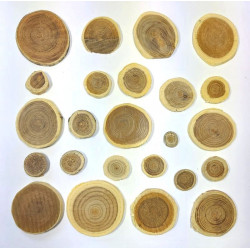 DRZEWO PLASTRY - PAGODA (HM)