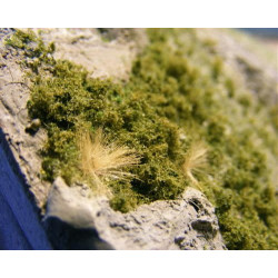 MM BUSHES / PREMIUM OLIVE BUSHES (89)