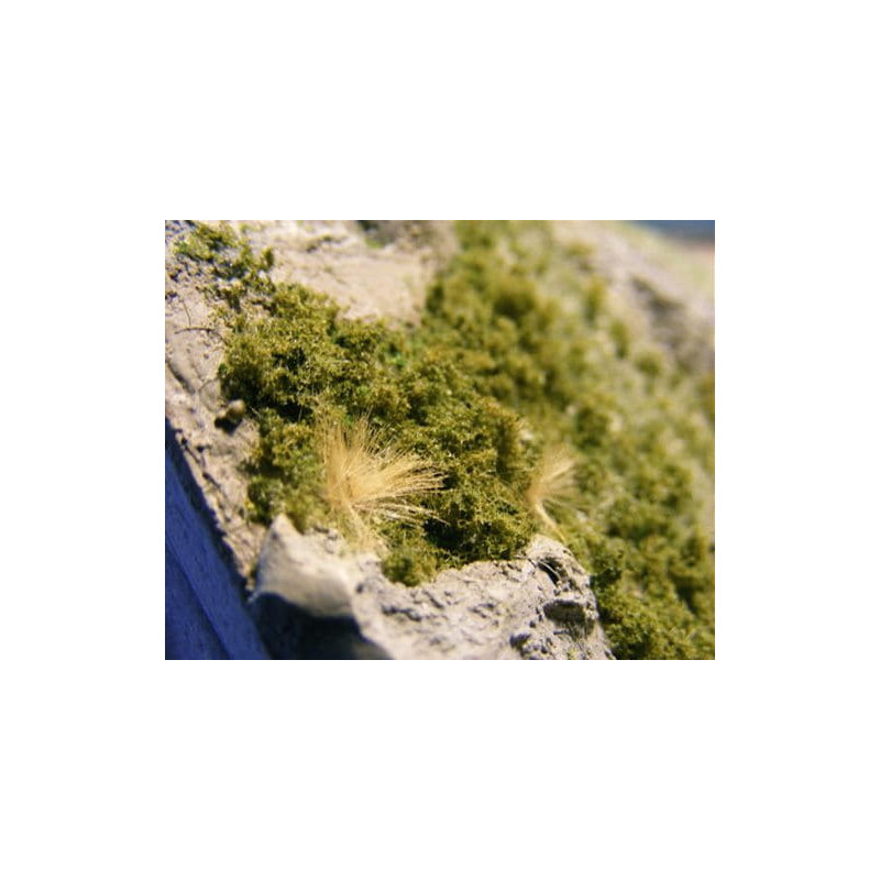 MM BUSHES / PREMIUM OLIVE BUSHES (89)