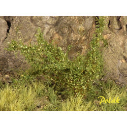 POLAK 9224 KRZEWY WYSOKIE...