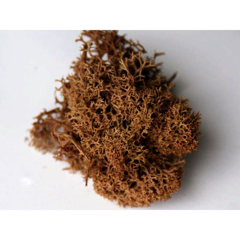 MOSS PREMIUM BUSHES BROWN (84)